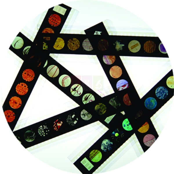 Microslide Human Diseases